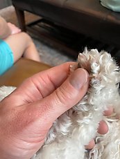 very relaxed pupper