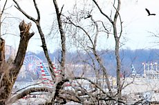 eagle