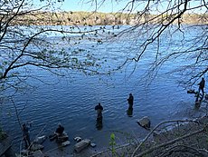shad fisherman