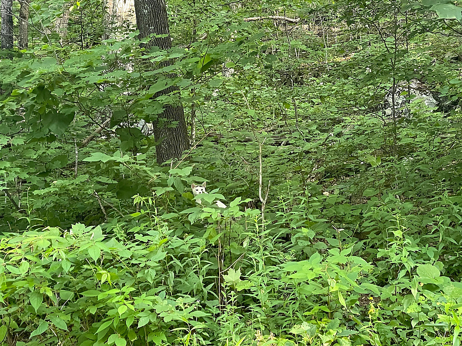 wild cat miles from anywhere, looked healthy
