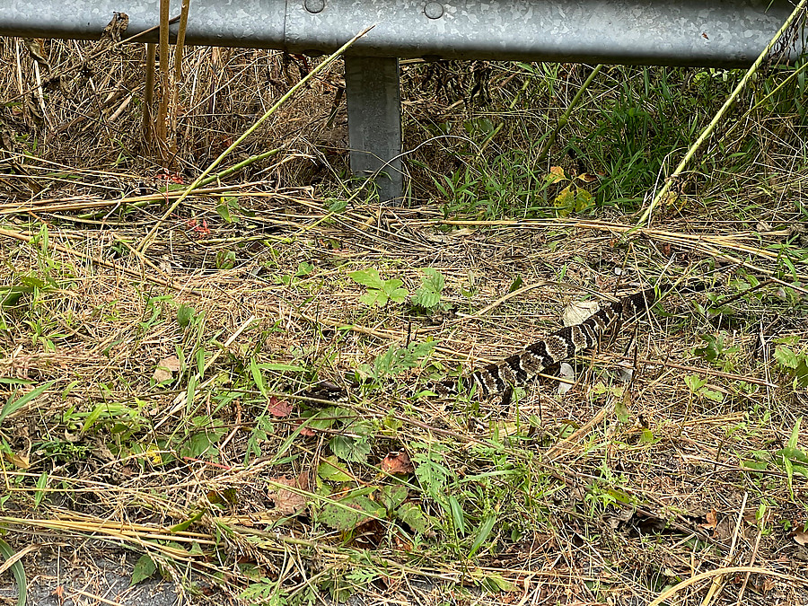 nice rattlesnake on one of the climbs