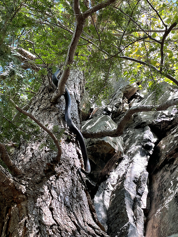 cute snake patrolling up the tree by Le Gourmet