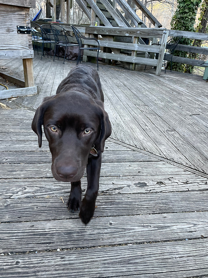 Hank