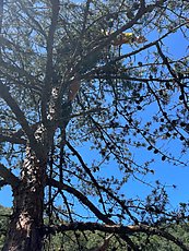 Dane up in the tree